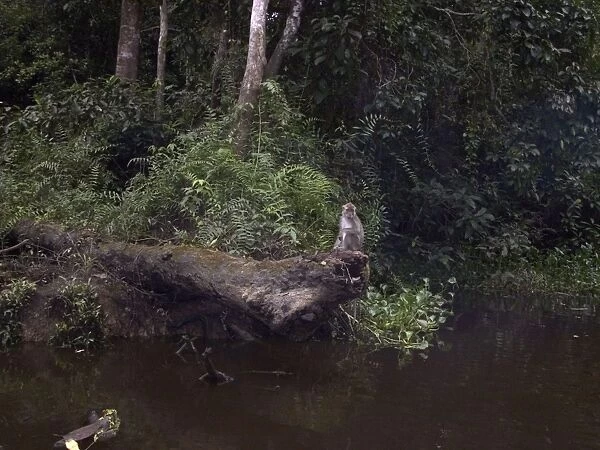 Long-tailed  /  Crab-eating Macaque - On river bank - Kinabatangan River, Sabah, Borneo, Malaysia