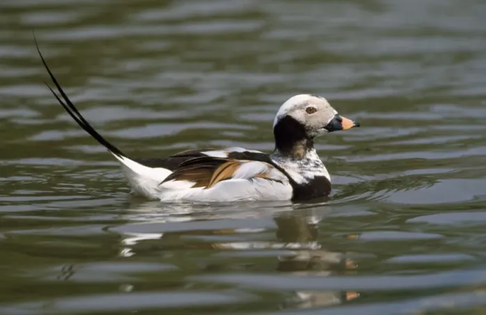 Framed Print : Long-tailed Duck Framed Print : Long-tailed Duck
