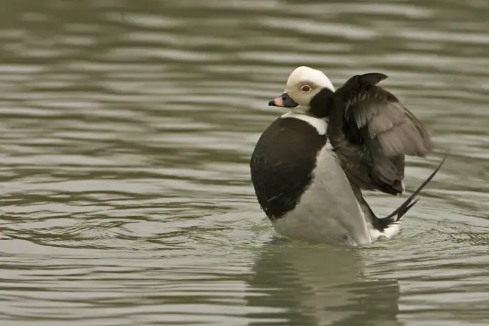 Framed Print : Long-tailed Duck Flapping wings South East England, UK, Europe Framed Print : Long-tailed Duck Flapping wings South East England, UK, Europe