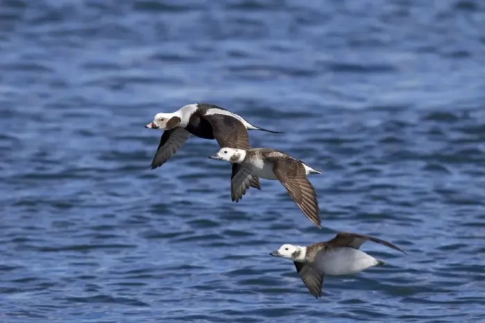 Framed Print : Long-tailed Duck - in flight - February - Barnegat Light - New Jersey - USA Framed Print : Long-tailed Duck - in flight - February - Barnegat Light - New Jersey - USA