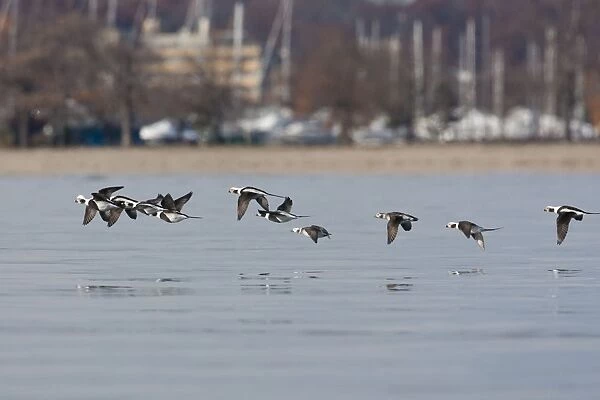 Long-tailed Duck - in flight - Westport CT - USA - Nov