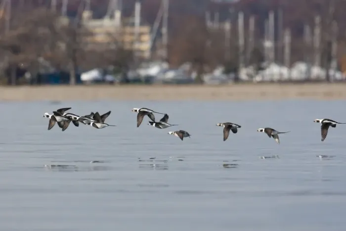 Framed Print : Long-tailed Duck - in flight - Westport CT - USA - Nov Framed Print : Long-tailed Duck - in flight - Westport CT - USA - Nov