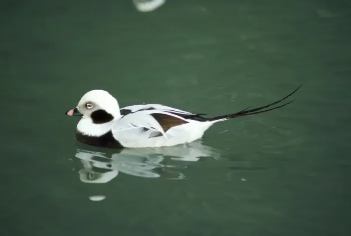 Framed Print : Long-tailed Duck - male Framed Print : Long-tailed Duck - male