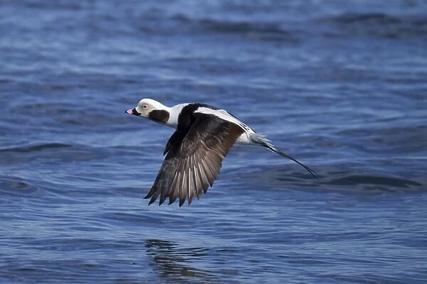 Long-tailed Duck - male in flight - February - Barnegat Light - New Jersey - USA