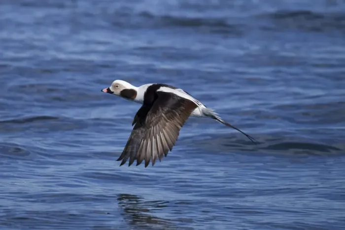 Framed Print : Long-tailed Duck - male in flight - February - Barnegat Light - New Jersey - USA Framed Print : Long-tailed Duck - male in flight - February - Barnegat Light - New Jersey - USA