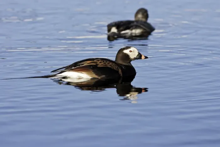 Framed Print : Long-tailed Duck - male. Varanger Fjord - Norway Framed Print : Long-tailed Duck - male. Varanger Fjord - Norway