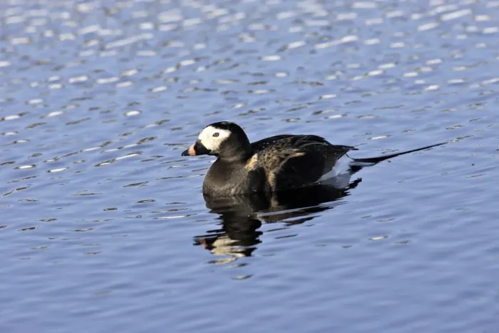 Framed Print : Long-tailed Duck - male. Varanger Fjord - Norway Framed Print : Long-tailed Duck - male. Varanger Fjord - Norway