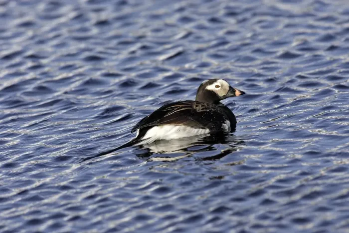 Framed Print : Long-tailed Duck - male. Varanger Fjord - Norway Framed Print : Long-tailed Duck - male. Varanger Fjord - Norway