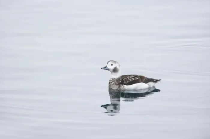 Framed Print : Long Tailed Duck or Oldsquaw - Female in Winter Plumage Clangula hyemalis Varanger Fjord, Norway BI013781 Framed Print : Long Tailed Duck or Oldsquaw - Female in Winter Plumage Clangula hyemalis Varanger Fjord, Norway BI013781