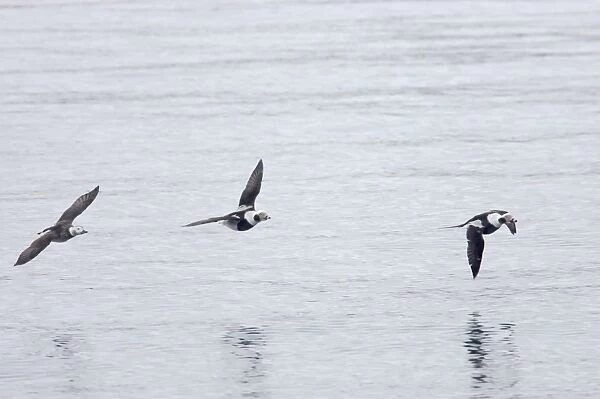 Long Tailed Duck or Oldsquaw - In Flight Clangula hyemalis Varanger Fjord, Norway BI013783