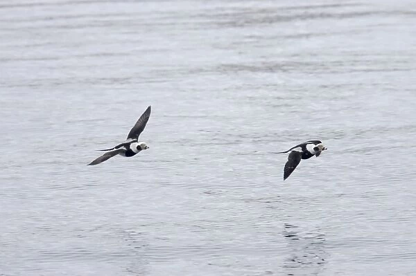 Long Tailed Duck or Oldsquaw - In Flight Clangula hyemalis Varanger Fjord, Norway BI013784