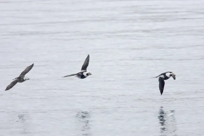 Framed Print : Long Tailed Duck or Oldsquaw - In Flight Clangula hyemalis Varanger Fjord, Norway BI013783 Framed Print : Long Tailed Duck or Oldsquaw - In Flight Clangula hyemalis Varanger Fjord, Norway BI013783