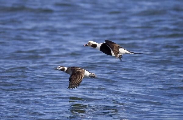 Long-tailed Duck - pair in flight - February - Barnegat Light - New Jersey - USA