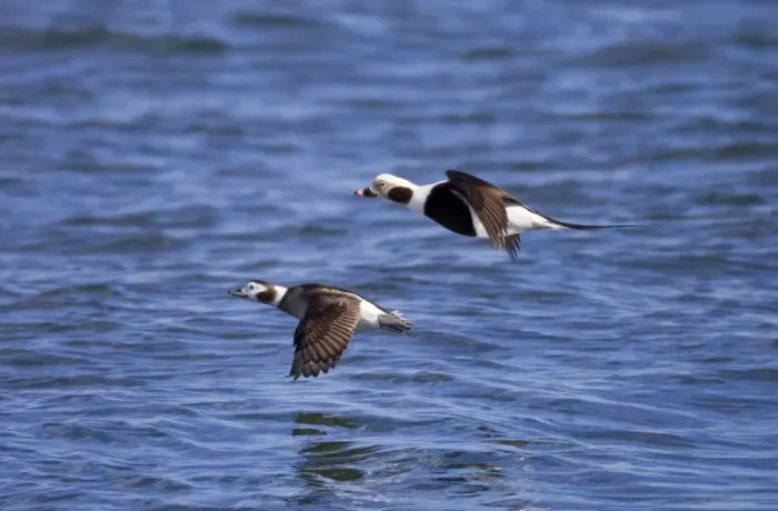 Framed Print : Long-tailed Duck - pair in flight - February - Barnegat Light - New Jersey - USA Framed Print : Long-tailed Duck - pair in flight - February - Barnegat Light - New Jersey - USA