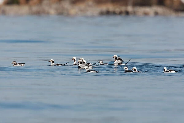 Long-tailed Duck - in water - Westport CT - USA - Oct