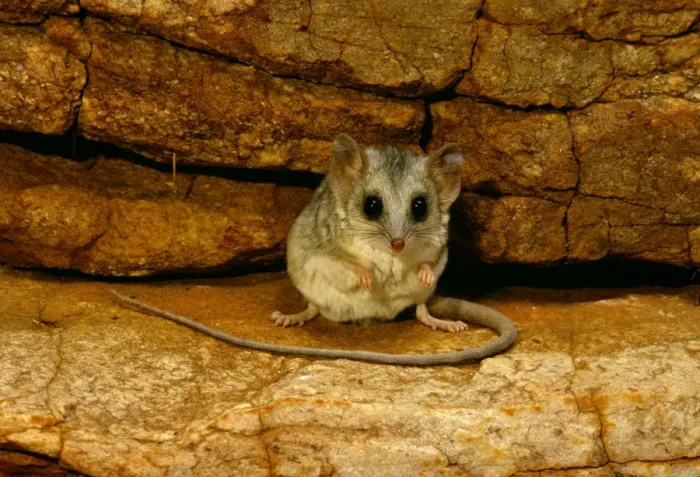 Framed Print : Long-tailed Dunnart - Central Australia JPF44539 Framed Print : Long-tailed Dunnart - Central Australia JPF44539