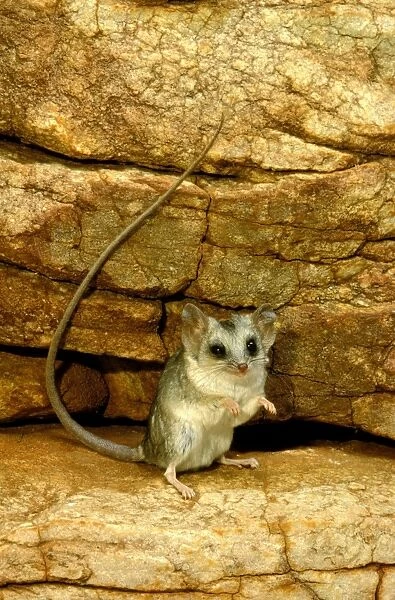 Long-tailed Dunnart - Standing on hind legs - Scattered populations in deserts (rock / sand) of central and Western Australia, Central Australia JPF44542