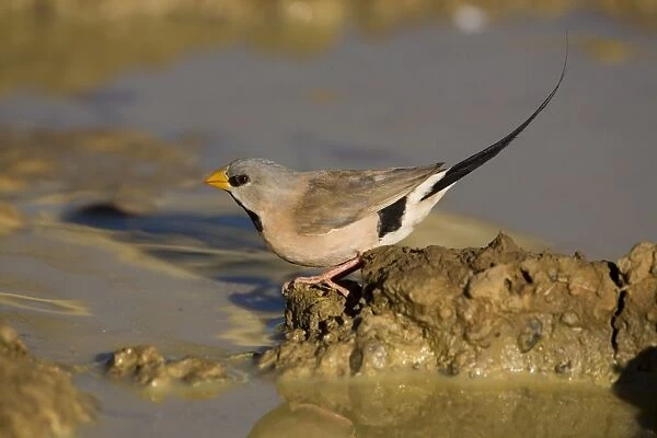 Long-tailed Finch - drinking At an overflowing cattle trough near Mt Barnett, Gibb River Road, Kimberley, Western Australia. Long-tailed Finches inhabit grasslands and open grassy woodlands but always within reach of water