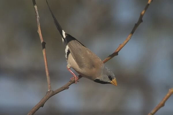 Long-tailed Finch - Kimberley subspecies with yellowish bill. Only found in northern Australia. Inhabits dry grassland with scattered trees, open woodland. Never far from water. Sociable species usually found in flocks