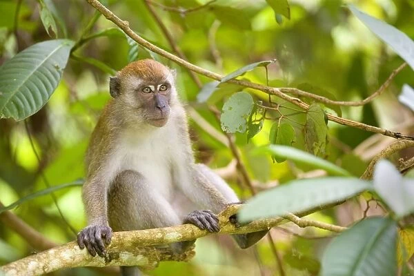 Long-tailed macaque - adult sitting on a branch in dense tropical rainforest looking out - Gunung-Leuser National Park, Sumatra, Indonesia