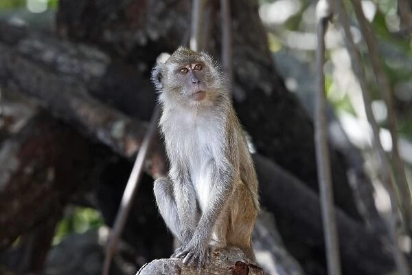 Long-tailed Macaque /  crab-eating macaque. Rinca Island - Indonesia