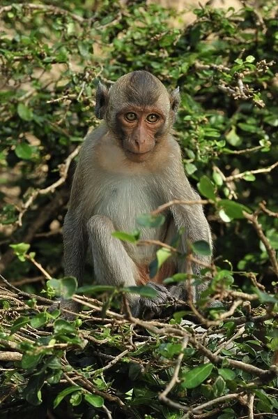 Long-tailed Macaque - Khao Sam Roi Yot National Park - Thailand