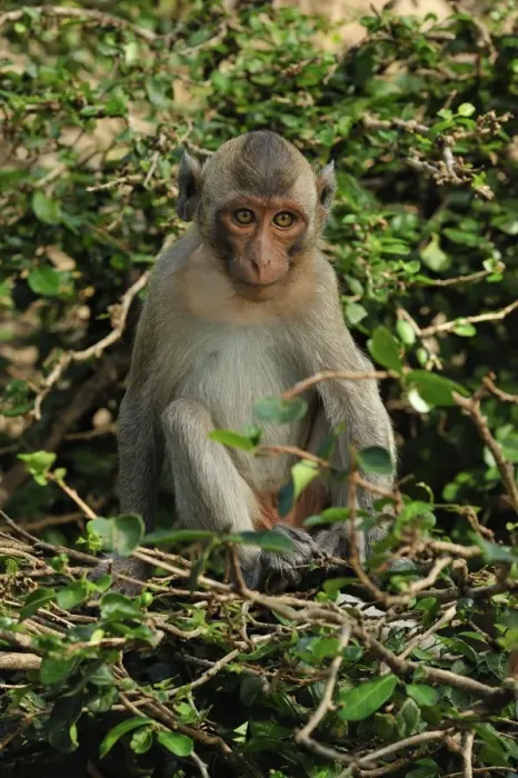 Framed Print : Long-tailed Macaque - Khao Sam Roi Yot National Park - Thailand Framed Print : Long-tailed Macaque - Khao Sam Roi Yot National Park - Thailand