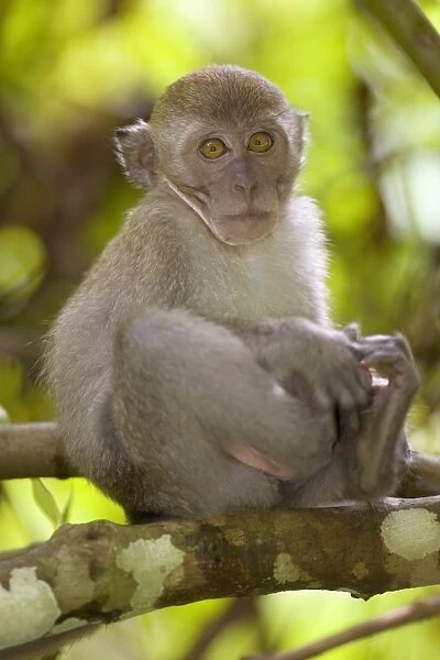 Long-tailed macaque - young sitting on a branch in dense tropical rainforest scratching itself. It is looking directly into the camera - Gunung-Leuser National Park, Sumatra, Indonesia