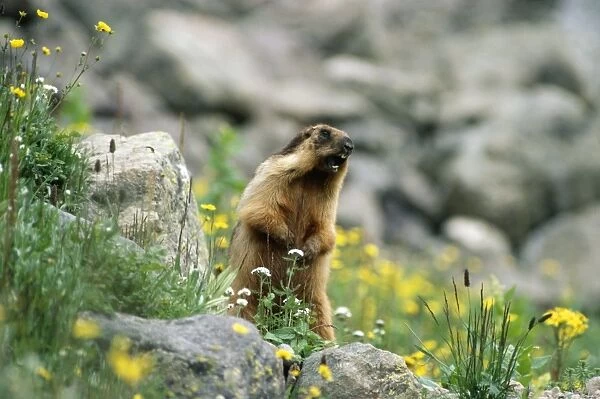 Long-tailed Marmot - calling Dachigam National Park Jammu & Kashmir India