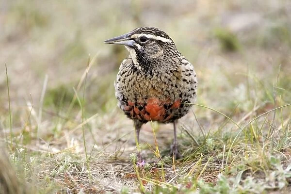 Long-tailed Meadowlark - Female Sturnella loyca (Fam. Icteridae) formerly: Pezites militaris Range: South America: Argentina, Central Chile, south to Tierra del Fuego; Falkland Islands