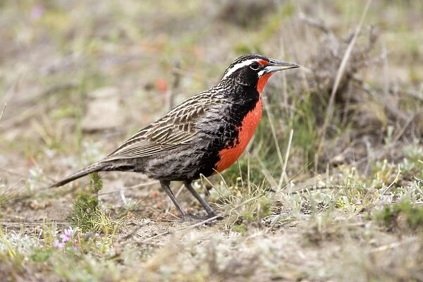 Long-tailed Meadowlark - Male (Fam. Icteridae) formerly: Pezites militaris Range: South America: Argentina, Central Chile, south to Tierra del Fuego; Falkland Islands