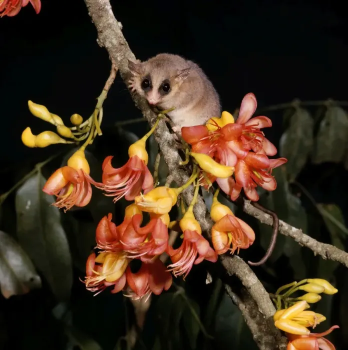 Framed Print : Long-tailed Pygmy Possum Framed Print : Long-tailed Pygmy Possum