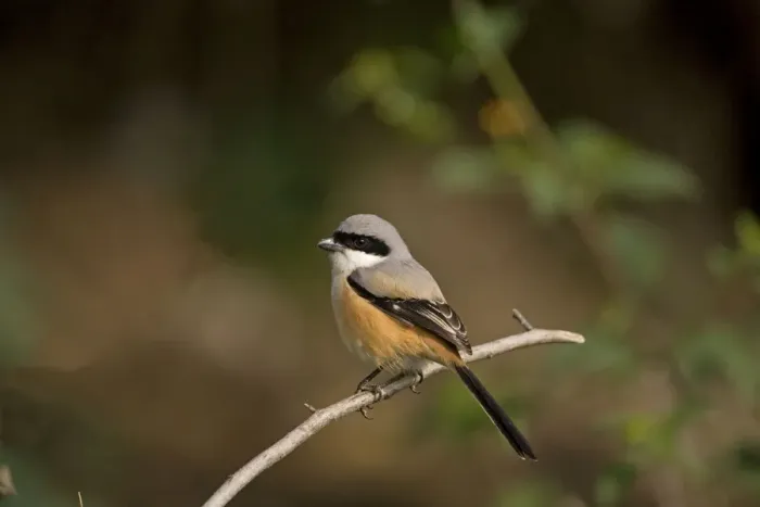 Framed Print : Long-tailed Shrike Framed Print : Long-tailed Shrike