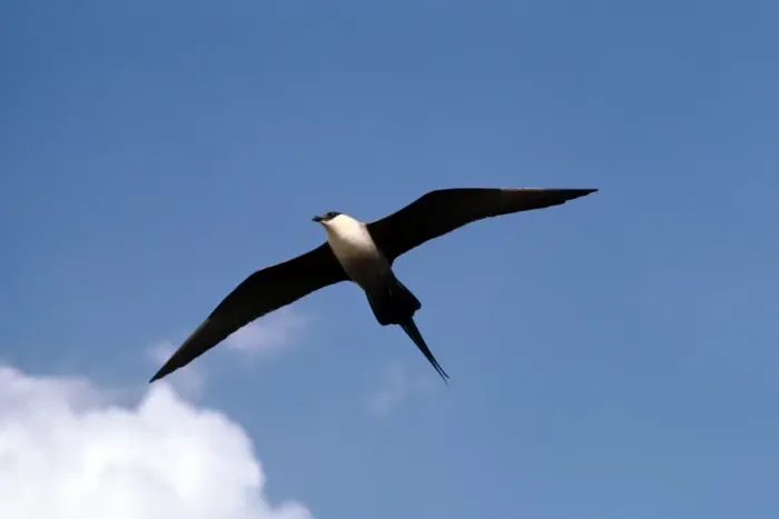 Framed Print : Long-tailed Skua Framed Print : Long-tailed Skua