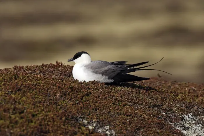 Framed Print : Long-tailed Skua / Jaeger. Varanger - Norway Framed Print : Long-tailed Skua / Jaeger. Varanger - Norway