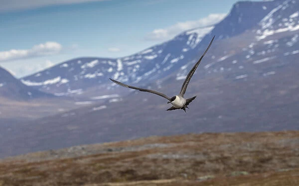 Long-tailed Skua, Stercorarius longicaudus, in breeding plumage on breeding site in arctic tundra, Sweden. Date: 15-Apr-19