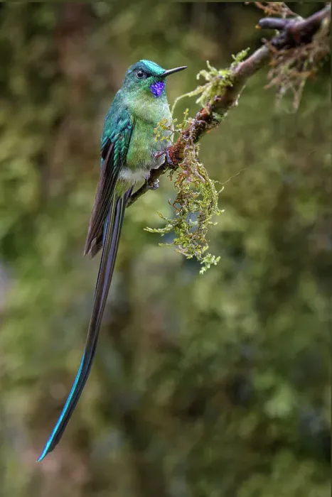 Framed Print : Long-tailed sylph, Ecuador. Date: 25-07-2021
