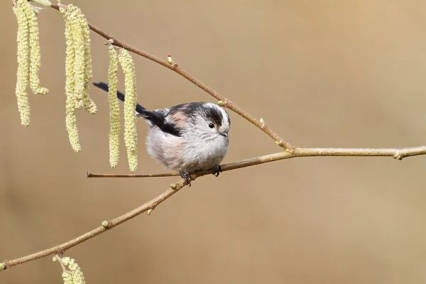 Long tailed Tit - on catkins 8423