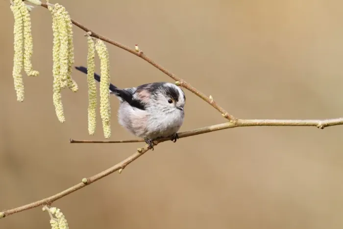 Framed Print : Long tailed Tit - on catkins 8423 Framed Print : Long tailed Tit - on catkins 8423