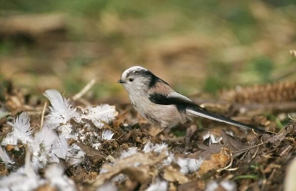Long Tailed Tit CK 1987 Collecting nesting material Aegithalos cauclatus © Chris Knights  /  ARDEA LONDON