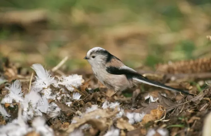 Framed Print : Long Tailed Tit CK 1987 Collecting nesting material Aegithalos cauclatus © Chris Knights / ARDEA LONDON Framed Print : Long Tailed Tit CK 1987 Collecting nesting material Aegithalos cauclatus © Chris Knights / ARDEA LONDON