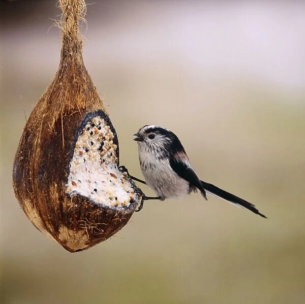 Long Tailed Tit - on coconut
