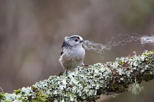 Long Tailed Tit - collecting wool - Cornwall - UK