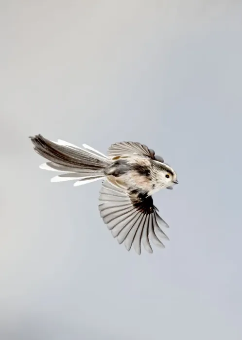 Framed Print : Long-tailed Tit - in flight - Bedfordshire - UK 006886 Framed Print : Long-tailed Tit - in flight - Bedfordshire - UK 006886