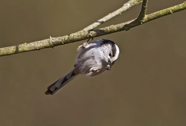 Long Tailed Tit - hanging to feed - Bedfordshire UK 9279