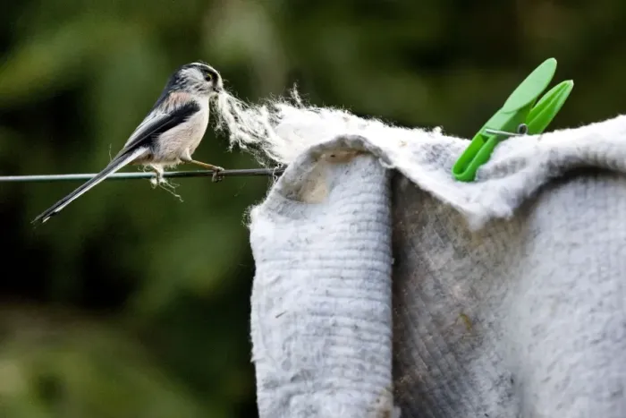 Framed Print : Long-tailed Tit - making nest with floor cloth stolen from washing line Framed Print : Long-tailed Tit - making nest with floor cloth stolen from washing line
