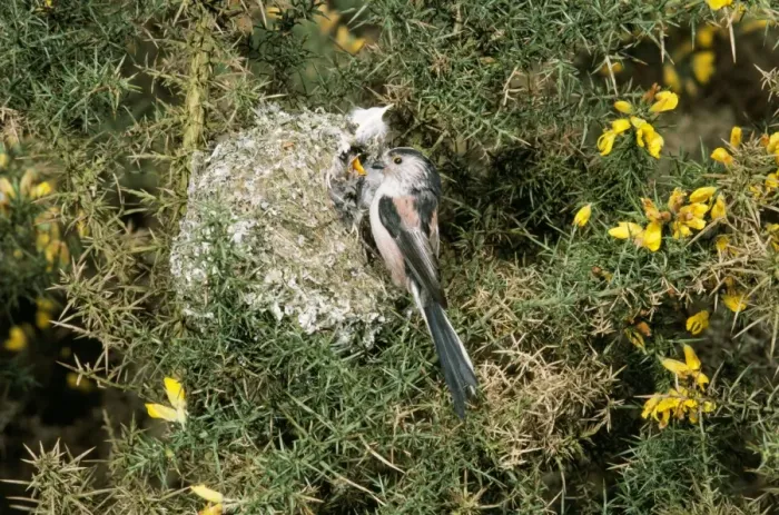 Framed Print : Long-tailed Tit - at nest feeding young Framed Print : Long-tailed Tit - at nest feeding young