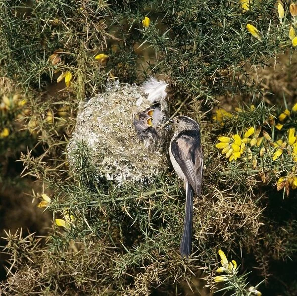 Long-tailed Tit - at nest feeding young