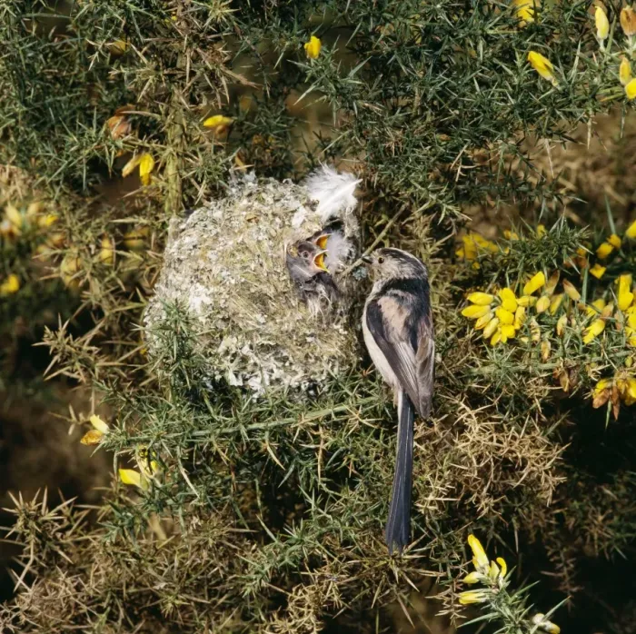 Framed Print : Long-tailed Tit - at nest feeding young Framed Print : Long-tailed Tit - at nest feeding young