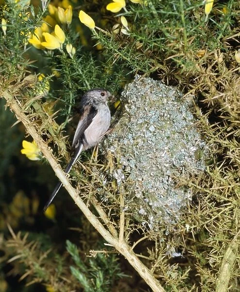 Long-tailed Tit - at nest in gorse bush - west sussex UK